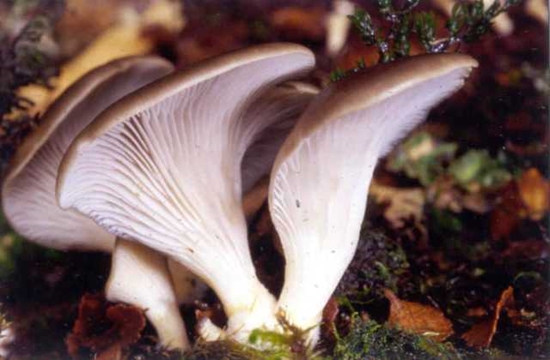 Pleurotus 